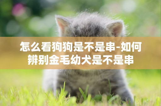 怎么看狗狗是不是串-如何辨別金毛幼犬是不是串