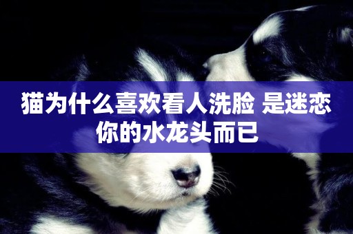 貓為什么喜歡看人洗臉 是迷戀你的水龍頭而已