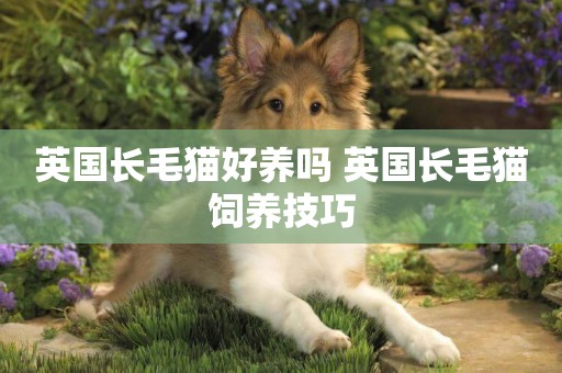 英國長毛貓好養嗎 英國長毛貓飼養技巧