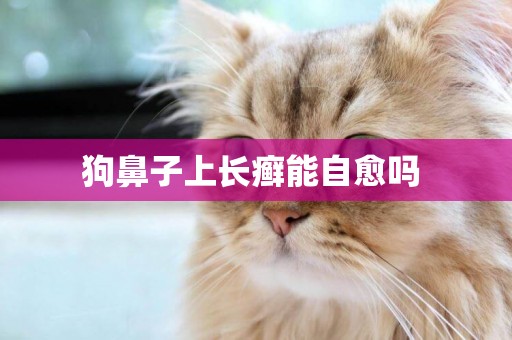 狗鼻子上長癬能自愈嗎 