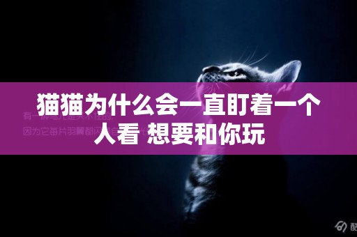 貓貓為什么會一直盯著一個人看 想要和你玩