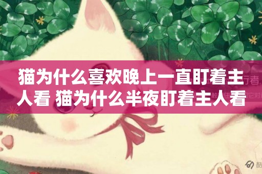 貓為什么喜歡晚上一直盯著主人看 貓為什么半夜盯著主人看