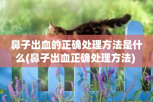 鼻子出血的正確處理方法是什么(鼻子出血正確處理方法) 