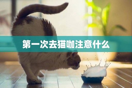 第一次去貓咖注意什么