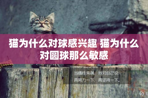貓為什么對球感興趣 貓為什么對圓球那么敏感