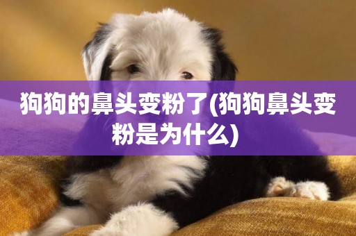 狗狗的鼻頭變粉了(狗狗鼻頭變粉是為什么) 