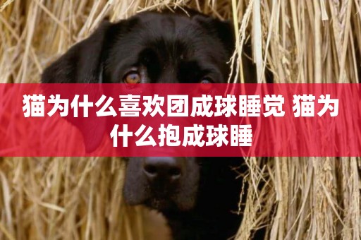 貓為什么喜歡團成球睡覺 貓為什么抱成球睡