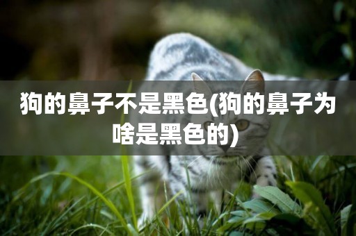 狗的鼻子不是黑色(狗的鼻子為啥是黑色的) 