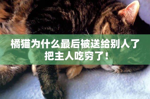 橘貓為什么最后被送給別人了 把主人吃窮了！