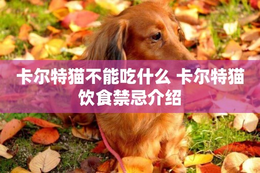 卡爾特貓不能吃什么 卡爾特貓飲食禁忌介紹