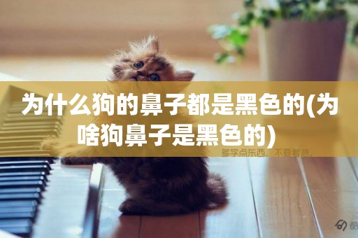 為什么狗的鼻子都是黑色的(為啥狗鼻子是黑色的) 