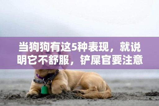 當狗狗有這5種表現，就說明它不舒服，鏟屎官要注意 