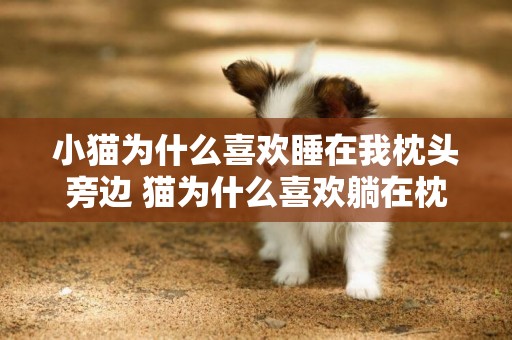 小貓為什么喜歡睡在我枕頭旁邊 貓為什么喜歡躺在枕頭上