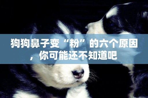 狗狗鼻子變“粉”的六個原因，你可能還不知道吧 