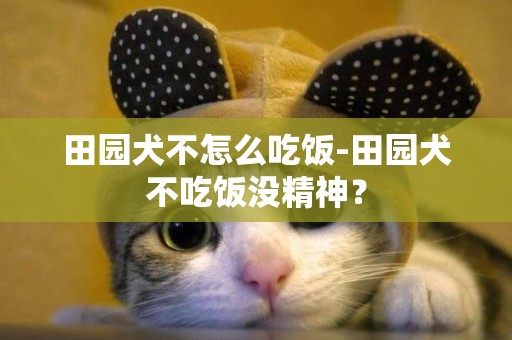 田園犬不怎么吃飯-田園犬不吃飯沒精神？