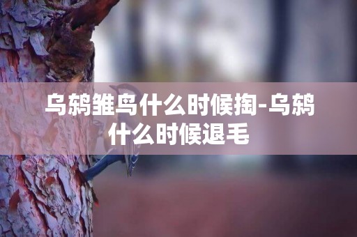 烏鶇雛鳥什么時候掏-烏鶇什么時候退毛