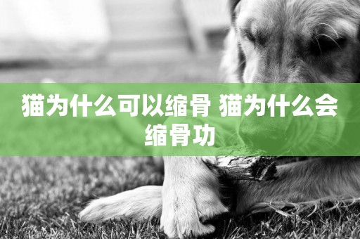 貓為什么可以縮骨 貓為什么會縮骨功