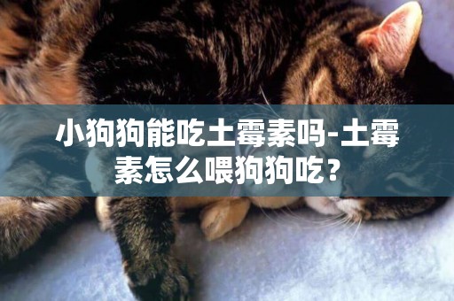 小狗狗能吃土霉素嗎-土霉素怎么喂狗狗吃？