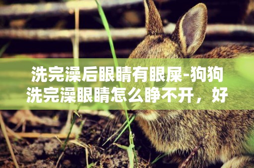 洗完澡后眼睛有眼屎-狗狗洗完澡眼睛怎么睜不開，好像很多眼屎