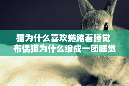 貓為什么喜歡蜷縮著睡覺 布偶貓為什么縮成一團睡覺