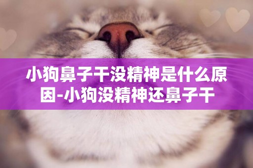 小狗鼻子干沒精神是什么原因-小狗沒精神還鼻子干