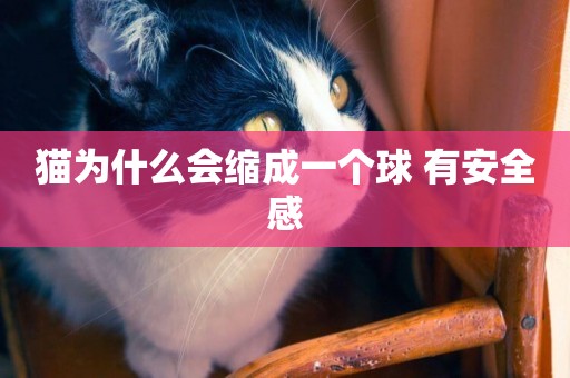 貓為什么會縮成一個球 有安全感