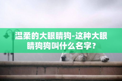 溫柔的大眼睛狗-這種大眼睛狗狗叫什么名字？