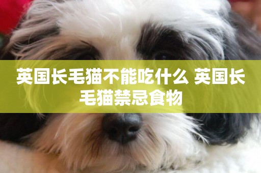 英國長毛貓不能吃什么 英國長毛貓禁忌食物