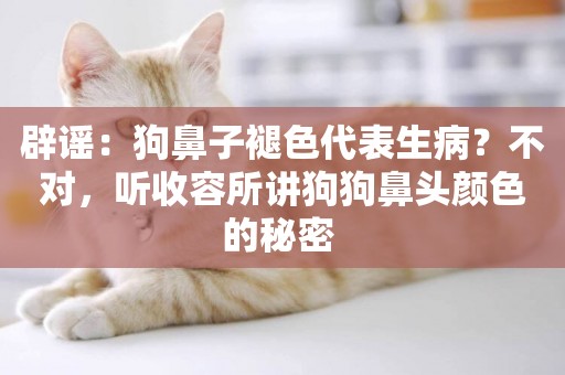 辟謠：狗鼻子褪色代表生病？不對，聽收容所講狗狗鼻頭顏色的秘密 
