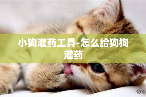 小狗灌藥工具-怎么給狗狗灌藥