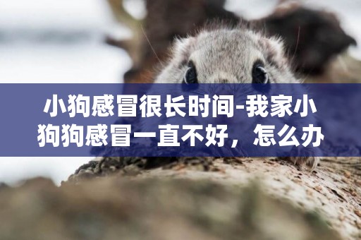 小狗感冒很長時間-我家小狗狗感冒一直不好，怎么辦？