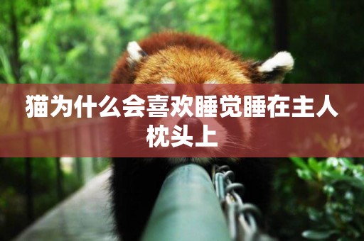 貓為什么會喜歡睡覺睡在主人枕頭上