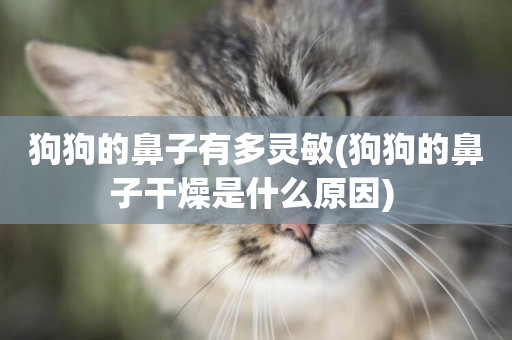 狗狗的鼻子有多靈敏(狗狗的鼻子干燥是什么原因) 