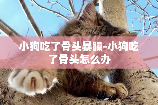 小狗吃了骨頭暴躁-小狗吃了骨頭怎么辦