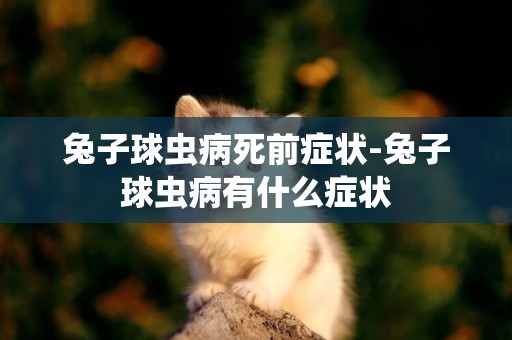 兔子球蟲病死前癥狀-兔子球蟲病有什么癥狀
