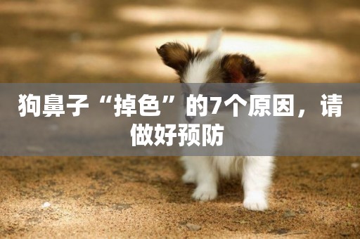 狗鼻子“掉色”的7個原因，請做好預防 