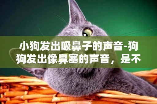 小狗發出吸鼻子的聲音-狗狗發出像鼻塞的聲音，是不是病了