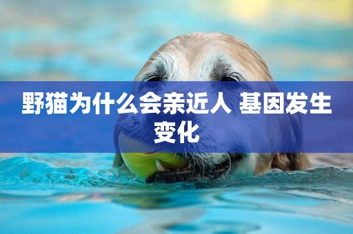 野貓為什么會親近人 基因發生變化