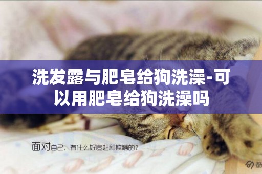 洗發露與肥皂給狗洗澡-可以用肥皂給狗洗澡嗎