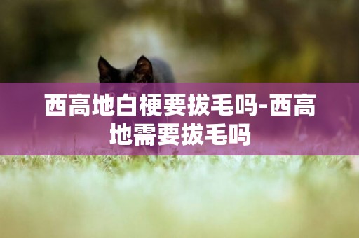西高地白梗要拔毛嗎-西高地需要拔毛嗎