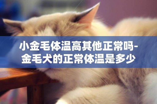 小金毛體溫高其他正常嗎-金毛犬的正常體溫是多少