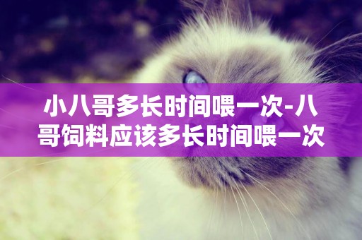 小八哥多長時間喂一次-八哥飼料應該多長時間喂一次？