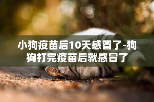 小狗疫苗后10天感冒了-狗狗打完疫苗后就感冒了