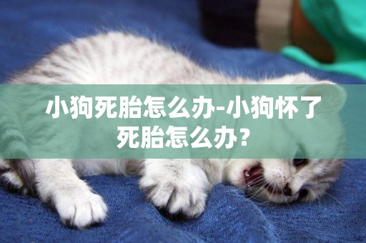 小狗死胎怎么辦-小狗懷了死胎怎么辦？
