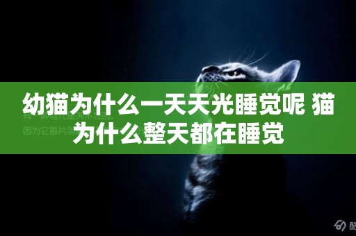 幼貓為什么一天天光睡覺呢 貓為什么整天都在睡覺