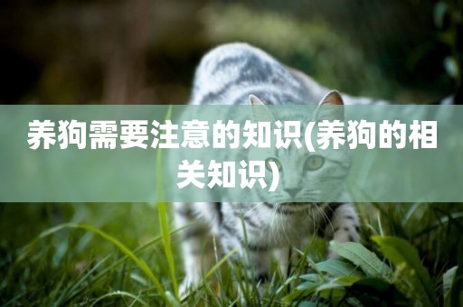 養狗需要注意的知識(養狗的相關知識) 