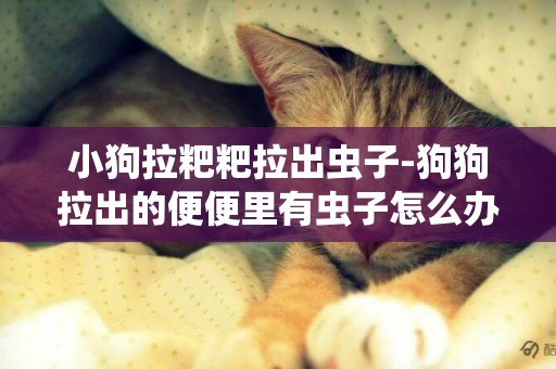 小狗拉粑粑拉出蟲子-狗狗拉出的便便里有蟲子怎么辦？