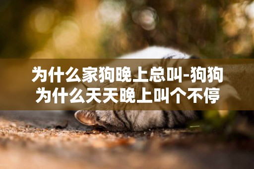 為什么家狗晚上總叫-狗狗為什么天天晚上叫個不停