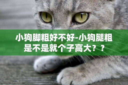 小狗腳粗好不好-小狗腿粗是不是就個子高大？？
