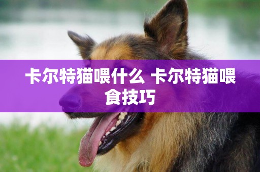 卡爾特貓喂什么 卡爾特貓喂食技巧